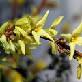 Forsythiagrene