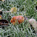 frost i græsset