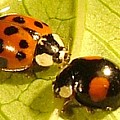 Harmonia axyridis, harlekinsmariehøne