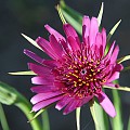 Havrerod i blomst