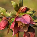 Helleborus orientalis