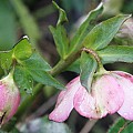 Helleborus orientalis – en af de tidlige, som allerede er sprun