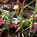 julerose nyserod