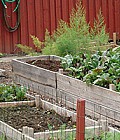Højbede med grønsager dyrket i kompostblanding