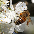 Honningbi i blommeblomst