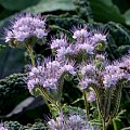 Honningurt i blomstring