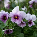 Viol cornuta