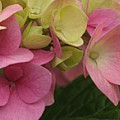 Hortensia er en rigtig god blomst til buketter.