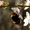Mirabelle med humlebi