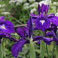 Hollandske iris