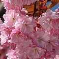 Japansk kirsebær i blomst