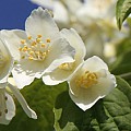 uægte jasmin