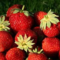 Jordbær – flotte, søde og røde