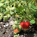 De første jordbær