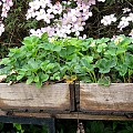 Jordbær dyrket i kasser i blomst