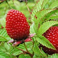 Jordbærhindbær i Den Økologiske Have