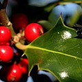 Juleflue på kristtorn