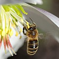 Julerose besøges af honningbi