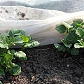 Kartofler under fiberdug