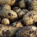 nye kartofler anabelle – 825 g i en Potatopot