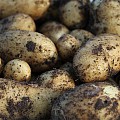 nye kartofler anabelle – 825 g i en Potatopot