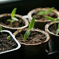Små kimplanter i vindueskarm