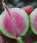 Kinesiske radiser
