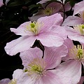 Klematis montana