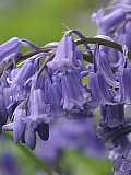 Klokkescilla