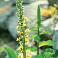 Kongelys (Verbascum)