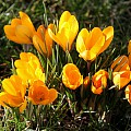 Krokus i græsplæne