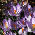 Smukke krokus i marts