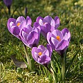 En løgplæne med krokus
