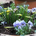 Krukker med forårsblomster