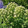 Kvan i blomst