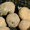 Korte tykke kartoffelspirer