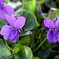 martsviol