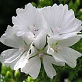 Muskatkatost, Malva moschata