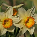Narcisser
