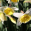 Narcisser
