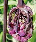 Nodding Onion