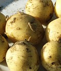 Nye kartofler