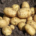 Nye kartofler i maj