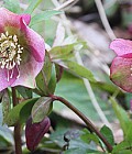 Påskeklokker i fuldt flor