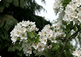 Blomstrende pæregren