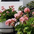 Pelargonier