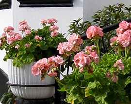 Pelargonier