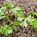 Små persilleplanter i oktober