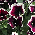 Petunia