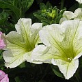 Petunia i blomst